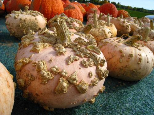 FrenchPumpkin FrenchPumpkin