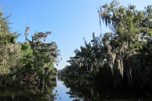 The area around Lafitte, LA (seen by airboat