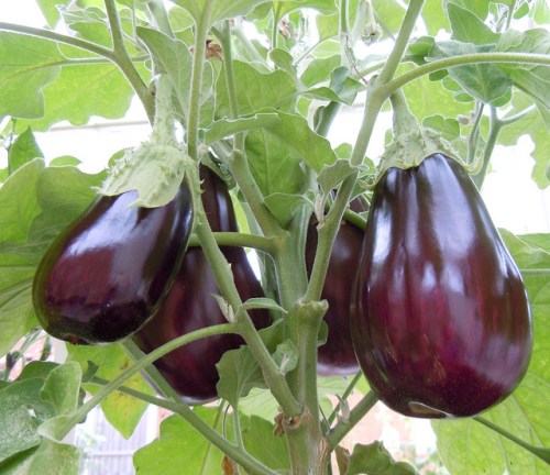 Aubergine