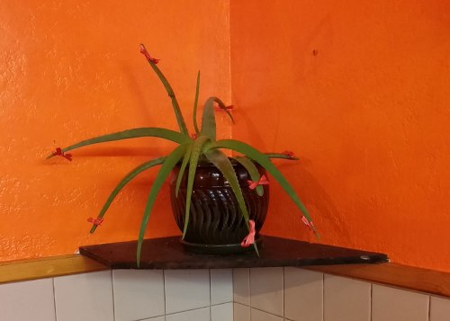 Cactus with Bows at Los Barrilitos